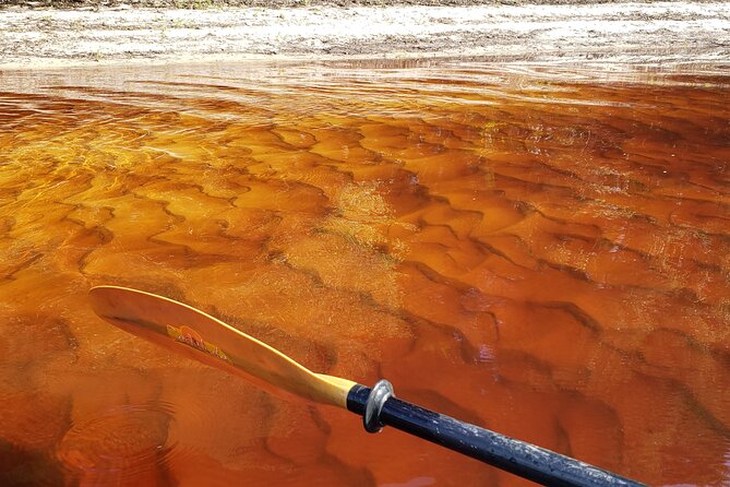 Okefenokee Swamp: Guided Kayak Tour With a Local Naturalist - Navigating the Swamps Waterways