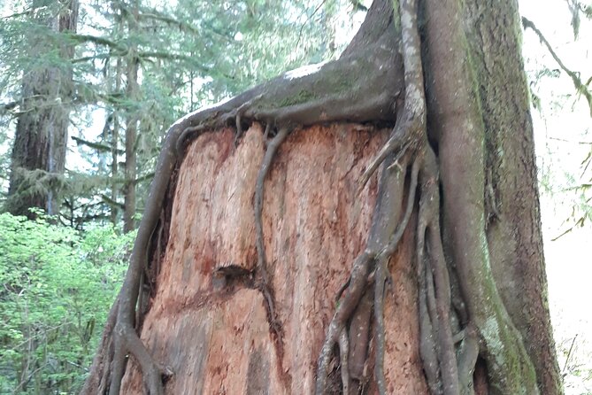 Olympic Peninsula and Forest Tour - Visiting Kurt Cobains Birthplace