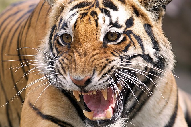 On the Tigers Trail: Delhi to Ranthambhore 1 Night Trip With 2 Jeep Safaris - Accommodation Details