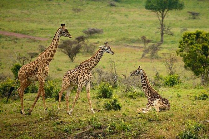 One Day Tour to Maasai Mara Game Reserve From Nairobi - Inclusions and What to Expect
