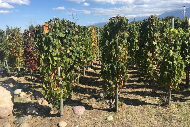Organic & Bio – Sustainable Wineries - Questions About Your Stay