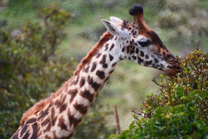 Our Top-best 3 Day Tanzania Joining Group Safari - Safari Transport and Logistics