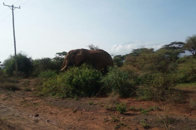 Overnight Safari to Amboseli National Park - Wildlife Encounters