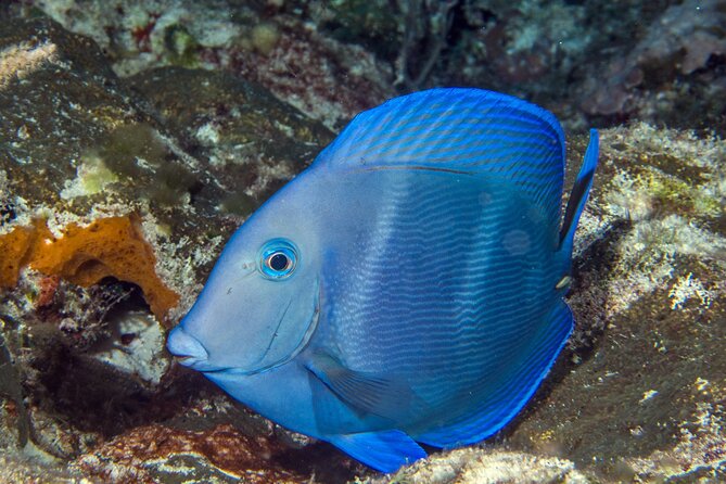 PADI Discover Scuba Diving Tour in Cozumel - Meeting and Pickup Information