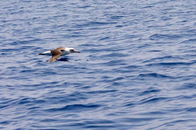 Pelagic Wildlife Excursion - Intimate Tour Capacity