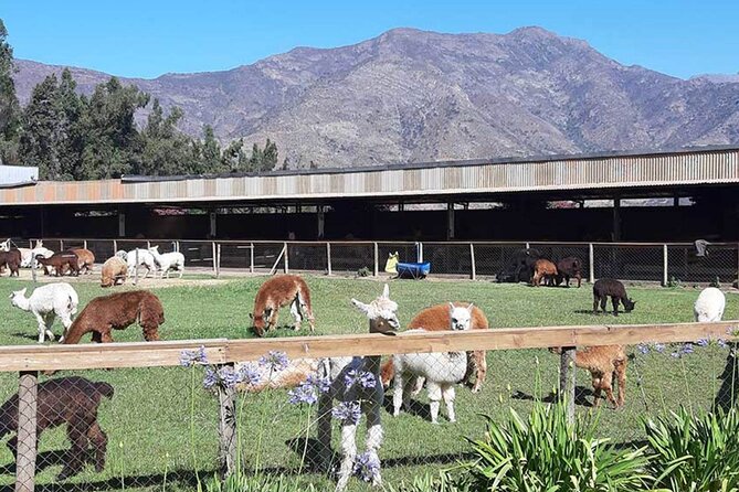 Penguins Island Horse Riding & Picnic From Valparaiso - Meeting and Pickup