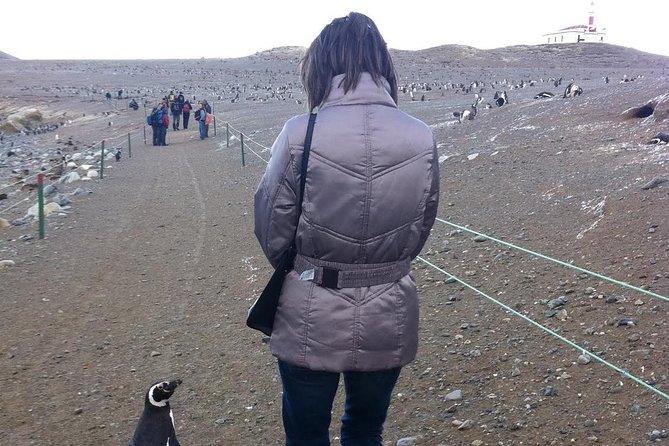 Penguins Reserve at Magdalena in the Strait of Magellan - Journey to Magdalena Island
