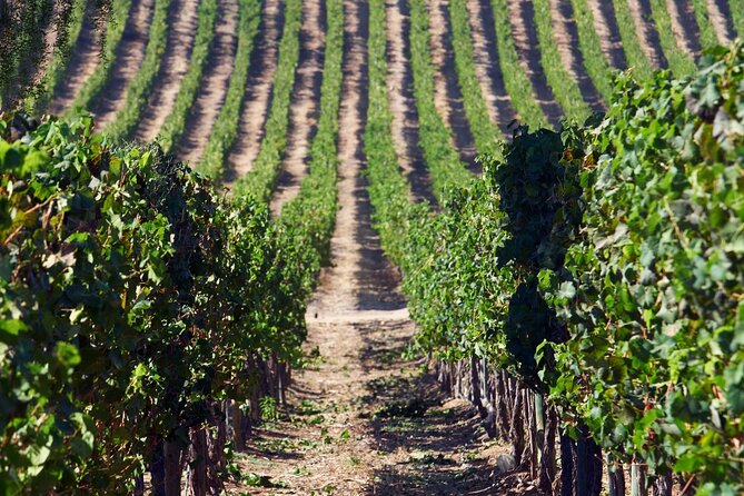 Pickup San Antonio Port Visit Chocalan Winery & Transfer to Hotel - Additional Information