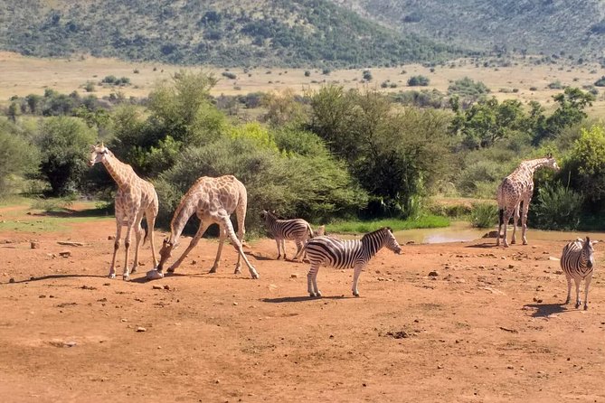 Pilanesberg and Sun City Tour - Booking and Confirmation