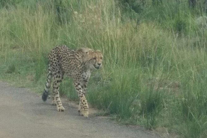 Pilanesberg Game Reserve Guided Day Tour From Johannesburg or Pretoria - Inclusions and Logistics