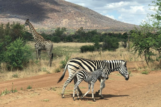 Pilanesberg National Park Safari in Open Vehicle From Johannesburg - Safari Schedule