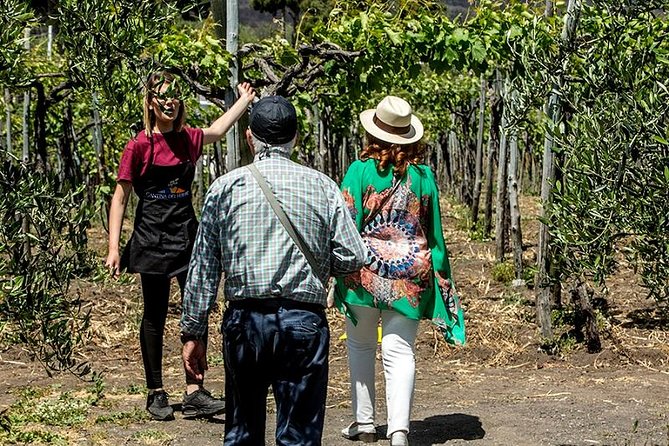 Pompeii Ruins & Wine Tasting Review - Guest Experiences and Feedback