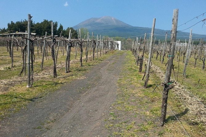 Pompeii-Wine Tasting Tour From Sorrento, Licensed Guide Included - Cancellation Policy