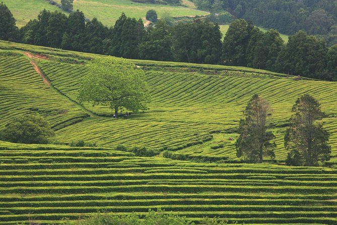 Ponta Delgada Small-Group Northeast Van Tour - Transportation and Group Size