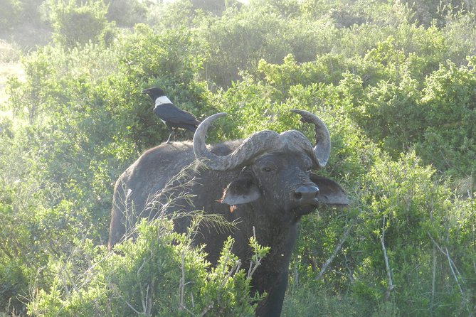 Port Elizabeth Shore Excursion: Addo Elephant Full Day Safari &BraaiLunch(BBQ) - Customer Experiences