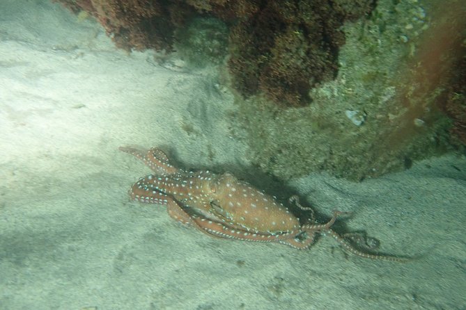 Porto Santo Night Snorkeling Tour - Logistics