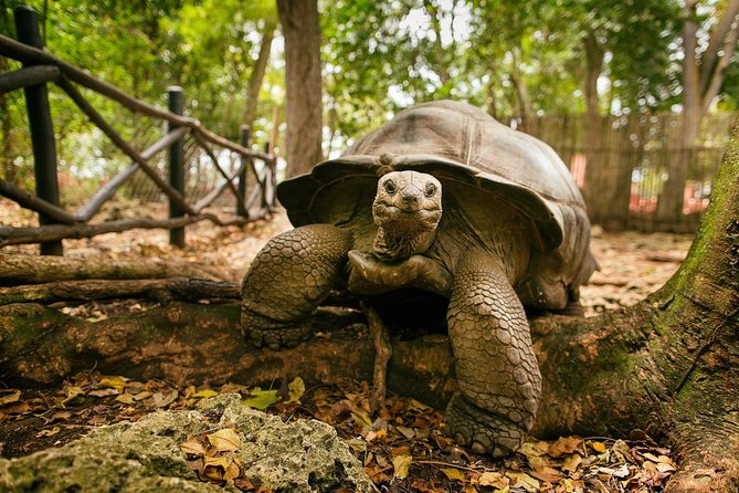 Prison Island Half-Day Tour From Zanzibar - Visiting the Tortoises