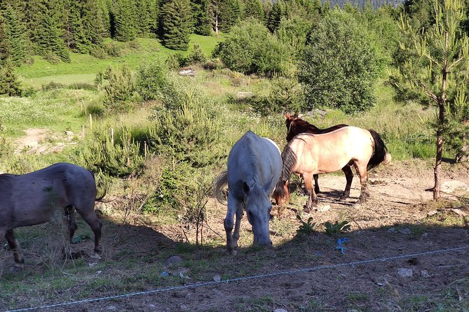 Private 2-Day Horseback Riding in Rhodope Mountains From Plovdiv - Preparation and Safety Equipment
