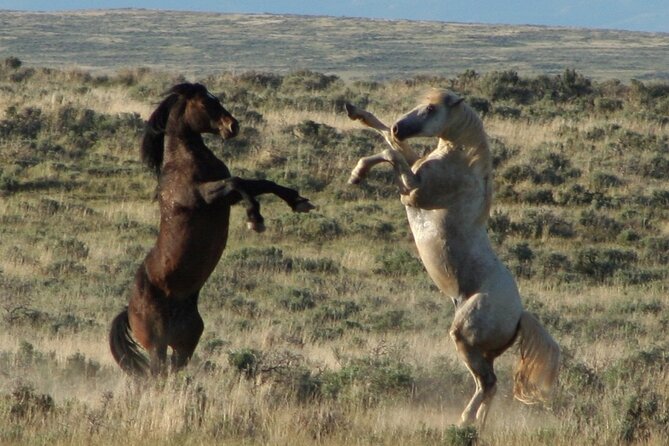 Private 4 Hour Red Canyon Wild Mustang Air Conditioned Van Tours - Guided Tour Experience