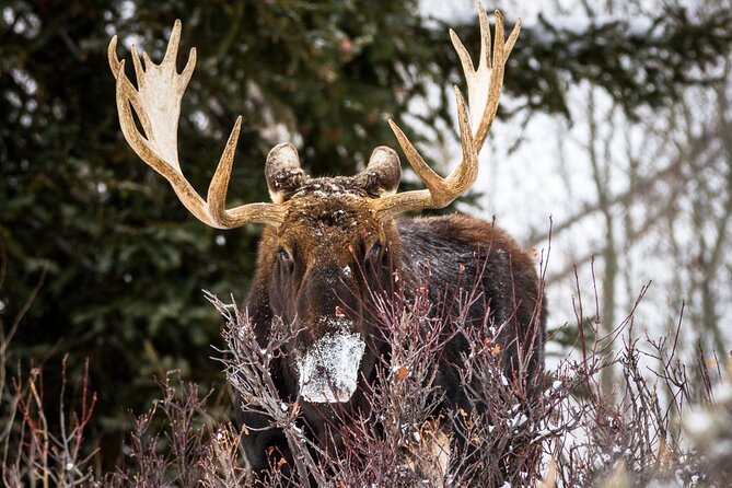 Private 4 Hour Snowshoe in Grand Teton National Park - Reviews and Ratings