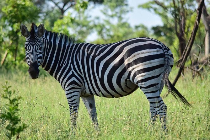 Private 5-Day Overnight Safari in Kruger Park From Skukuza Airport - Game Drive Experience