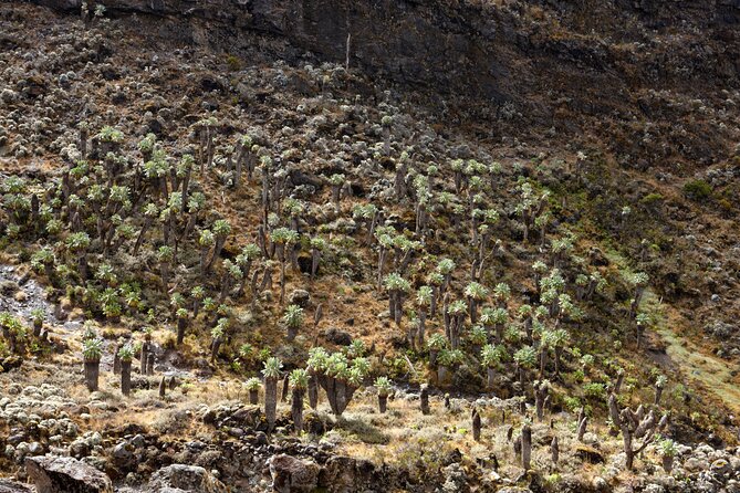 Private 8 Day Northern Circuit Kilimanjaro Climb - Health and Accessibility