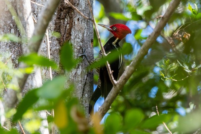 Private Birdwatching Tour in Sian Kaan Muyil - Cancellation Policy
