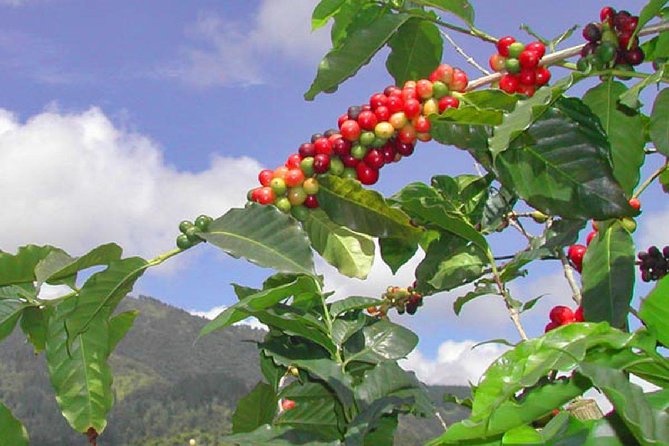 Private Blue Mountain Tour From Ocho Rios - Guest Feedback