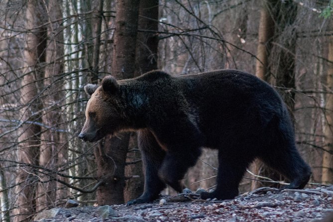 Private Brown Bear Watching Tour From Praid - What to Expect