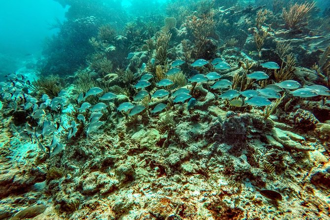 Private Cenote & Snorkeling Tour With Turtles in Akumal - Health and Safety Information