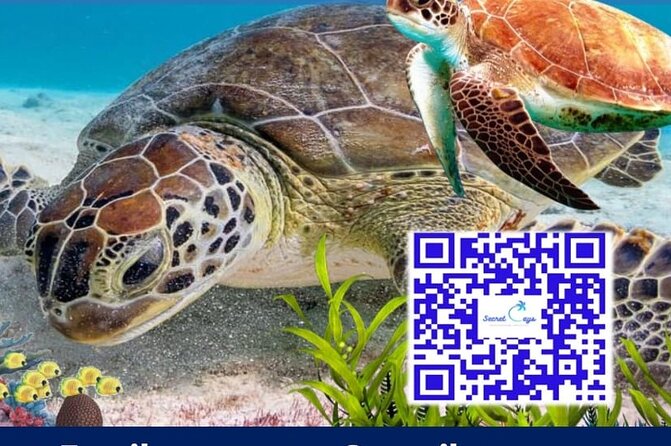 Private Charter for Snorkeling, Swimming Pigs, Turtles & Fishing.... - Meeting and End Point