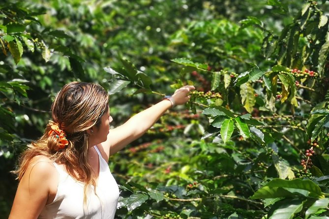 Private City Tour in Bucaramanga and Artisanal Coffee Tasting - Tour Highlights