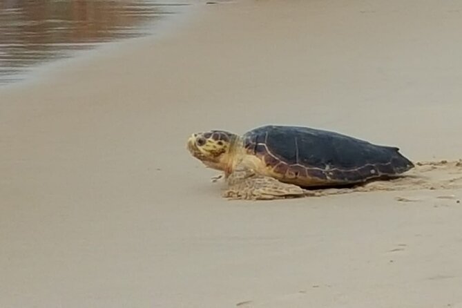 Private Coconut Coast & Praia Do Forte Tour - From Salvador - Guide Expertise and Friendliness