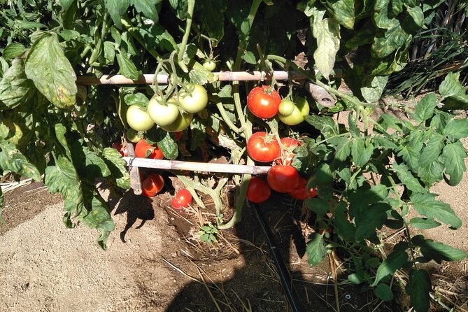 Private Cooking Class on Naxos Island With Pick up - Sample Menu and Dishes
