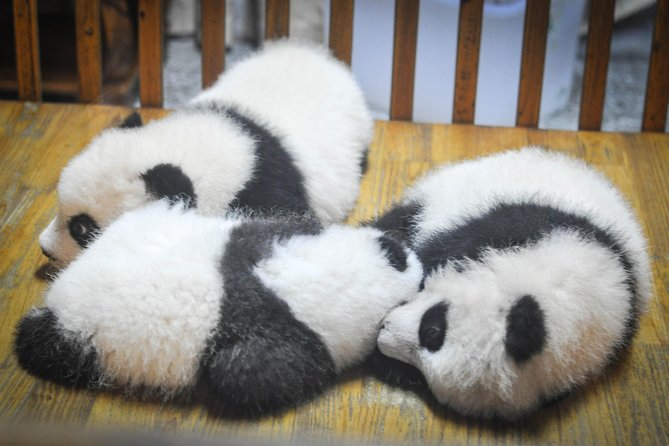 Private Day Tour: Dujiangyan Panda Base and Irrigation Project - Important Tour Information