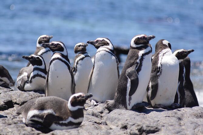 Private Day Tour to Punta Tombo Penguin Colony From Puerto Madryn - Penguin Colony Highlights