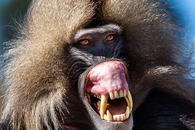 Private Day Trip to Debre Libanos Portuguese Bridge Galada Baboon - Encountering the Gelada Baboons