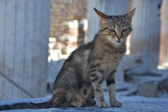 Private Ephesus Shore Excursion - Assistance for Inquiries