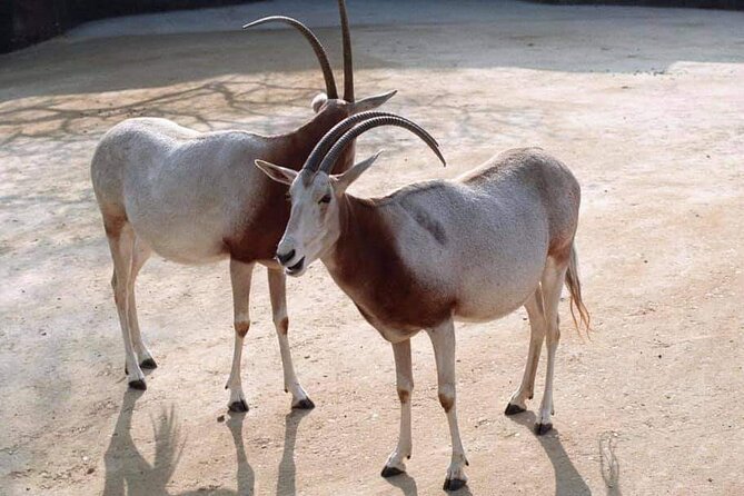 Private Excursion of Friguia Park and Medina of Hammamet - Transportation and Pickup Details