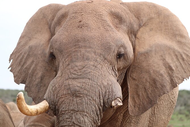 Private Full-Day Addo Elephant National Park Safari - Transportation and Pickup Options