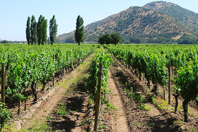 Private Full Day City Tour of Santiago With Wine Experience - Wine Tasting and Lunch