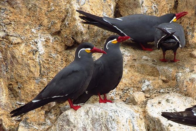 Private Full Day Paracas From Lima - Why Choose This Tour