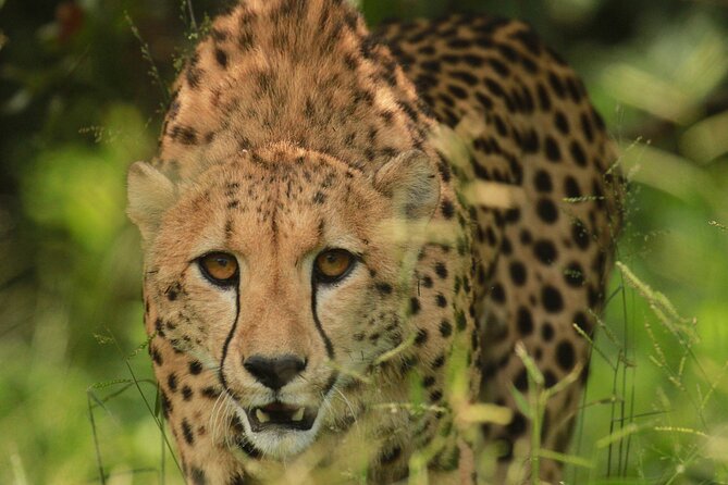 Private Game Drive Safari in Hoedspruit - Scenic Landscapes