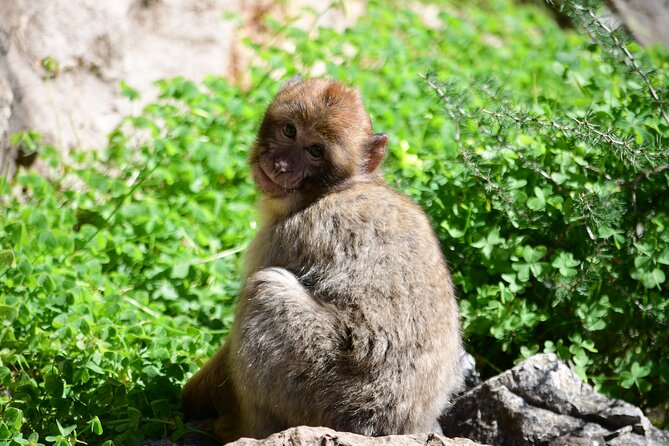 Private Gibraltar Panoramic Tour With Monkeys 1hrs - Operating Hours