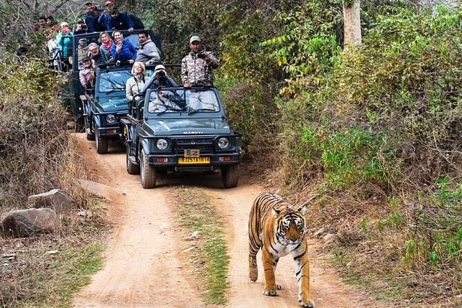 Private Guided Full-Day Ranthambore National Park Tour From Jaipur - Safari Experience Overview