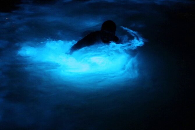 Private Guided Night Tour of Luminous Lagoon in Montego Bay - What to Expect on the Tour