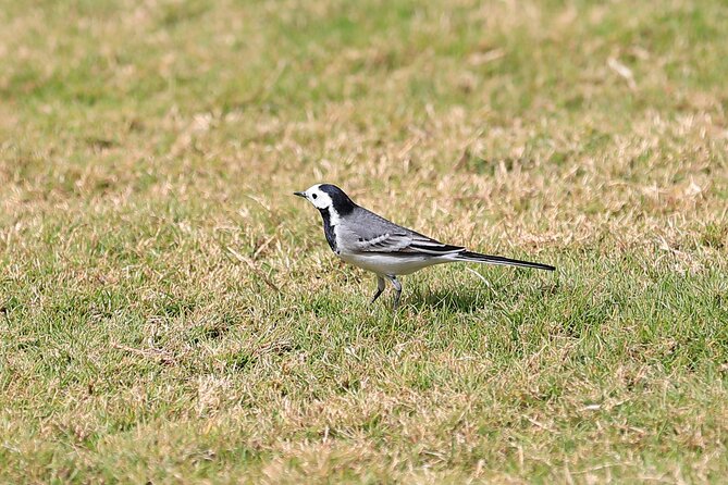 Private Half-Day Bird Watching Tour in Aswan - Accessibility Information