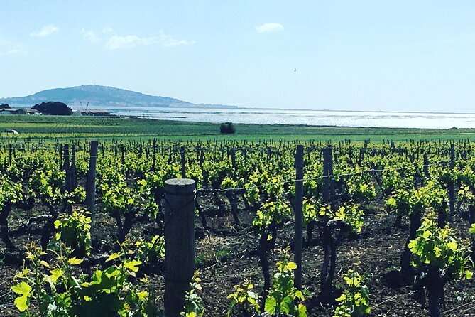 Private Half-Day Languedoc Wine Tour Review - Private Tour Group
