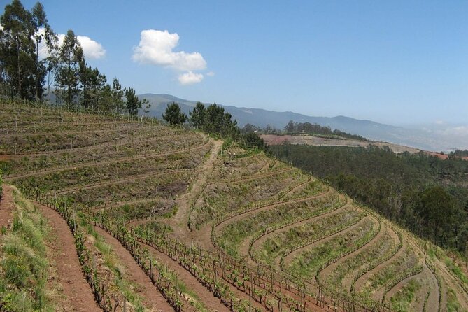 Private Half-Day Tour of Wine Fields in Portugal  - Meeting and Pickup Details