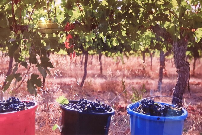 Private Israeli Wines Tour of the Central Israel - Tour Logistics and Inclusions